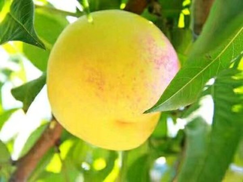 芒果桃树苗，桃苗，桃树苗，自家苗圃培育出售无中介。