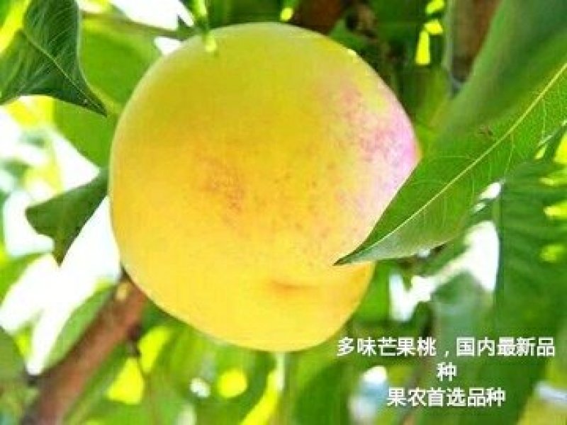 芒果桃树苗，桃苗，桃树苗，自家苗圃培育出售无中介。