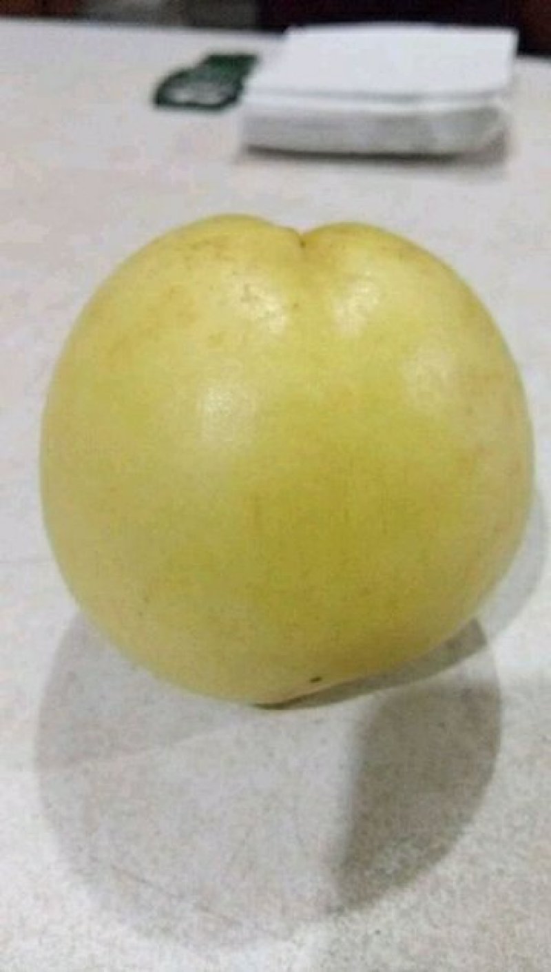 芒果桃树苗，桃苗，桃树苗，自家苗圃培育出售无中介。