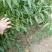 芒果桃树苗，桃苗，桃树苗，自家苗圃培育出售无中介。