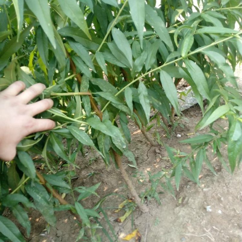 芒果桃树苗，桃苗，桃树苗，自家苗圃培育出售无中介。