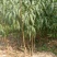 芒果桃树苗，桃苗，桃树苗，自家苗圃培育出售无中介。