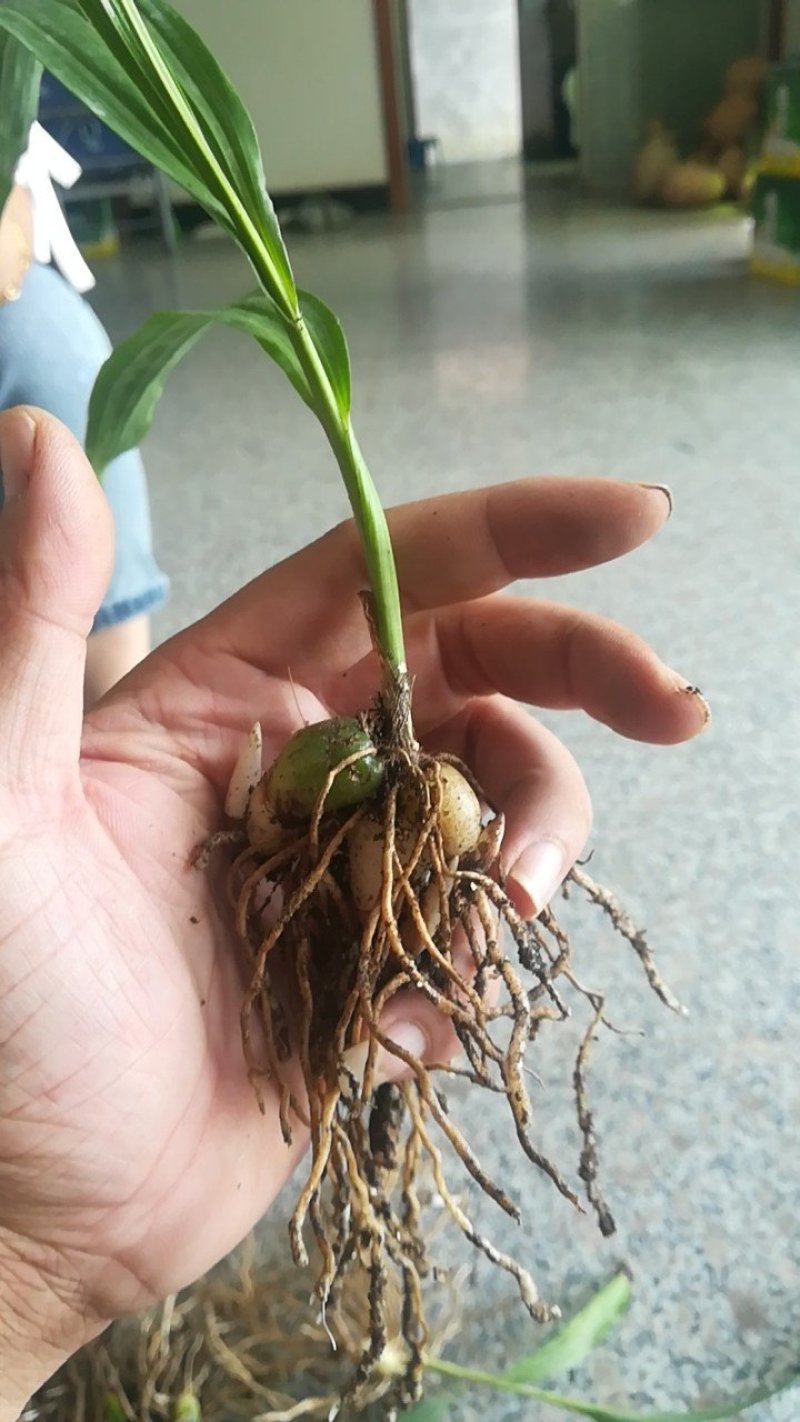 白芨苗