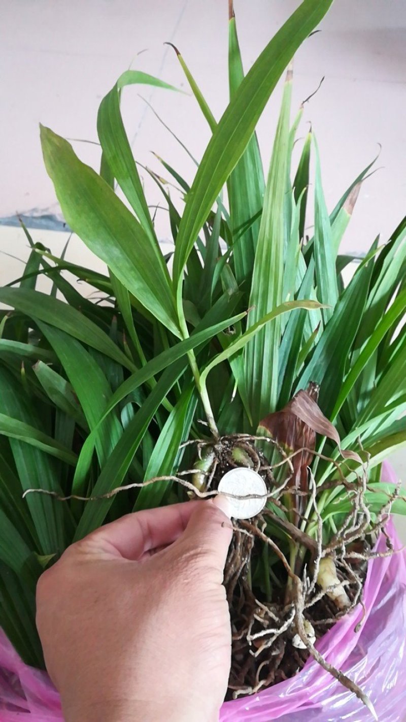 白芨苗