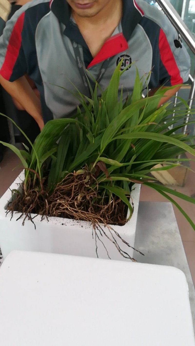 白芨苗
