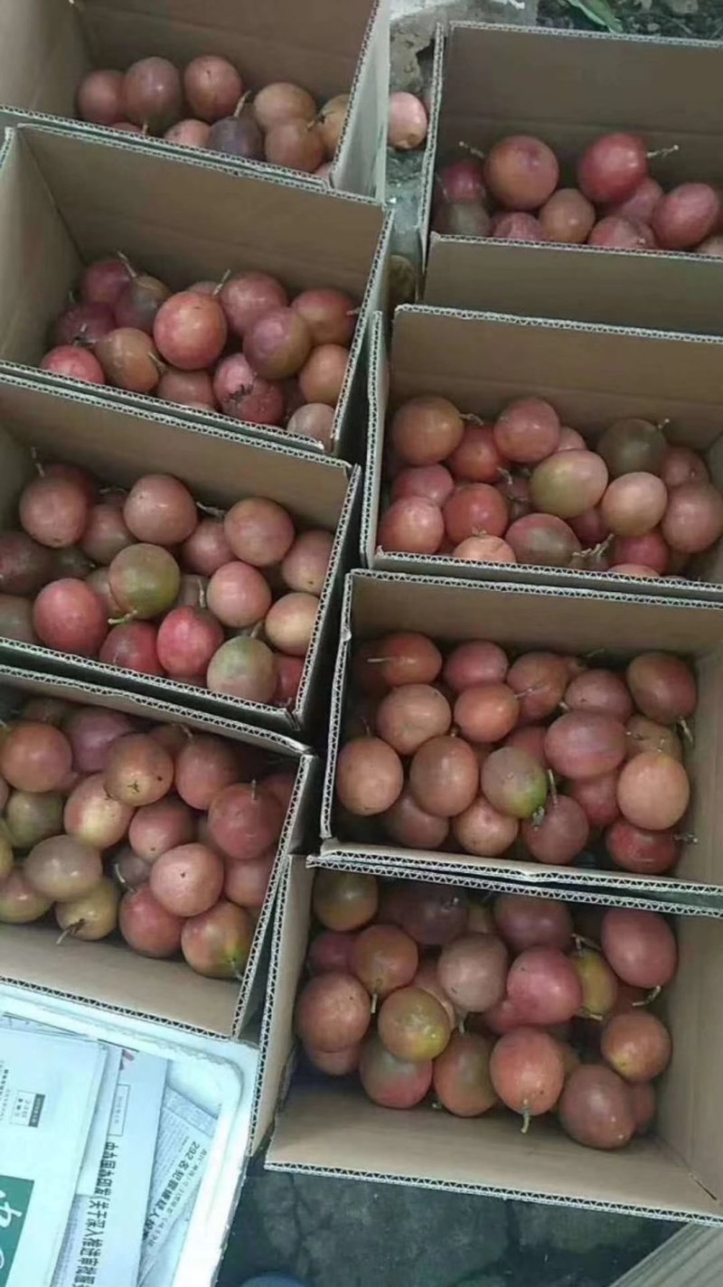 越南百香果5斤35包邮