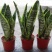 虎皮兰