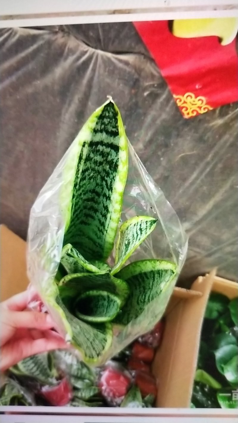 虎皮兰