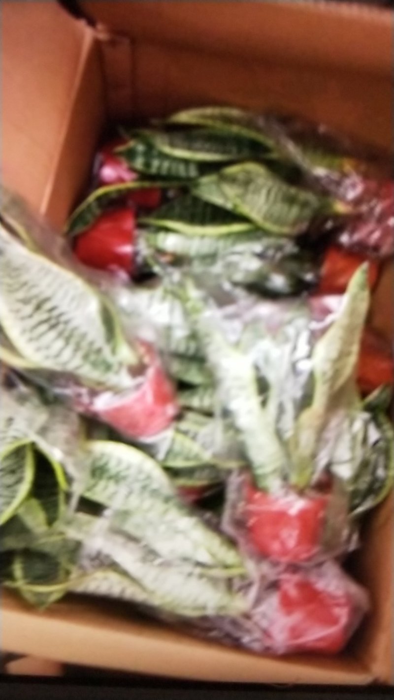 虎皮兰