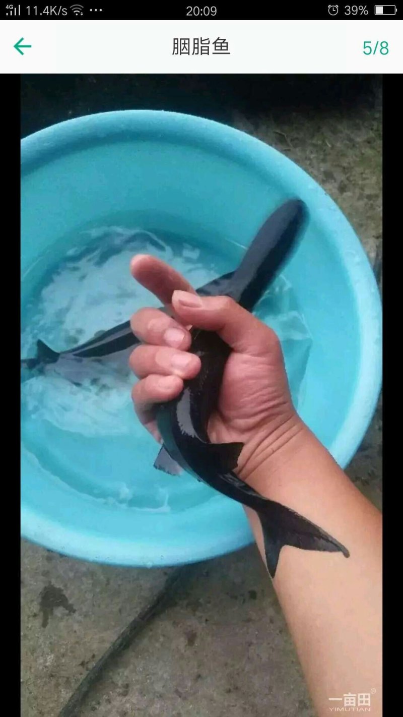 鱼苗，鱼苗，出售各种鱼苗