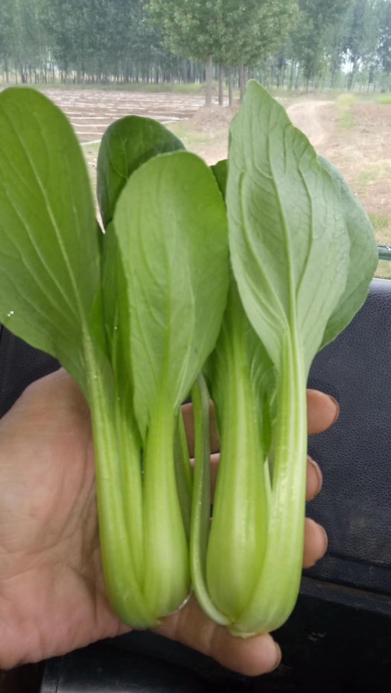 山东精品油菜蔬菜内有大型冷库本公司发票物流配送一条龙服务