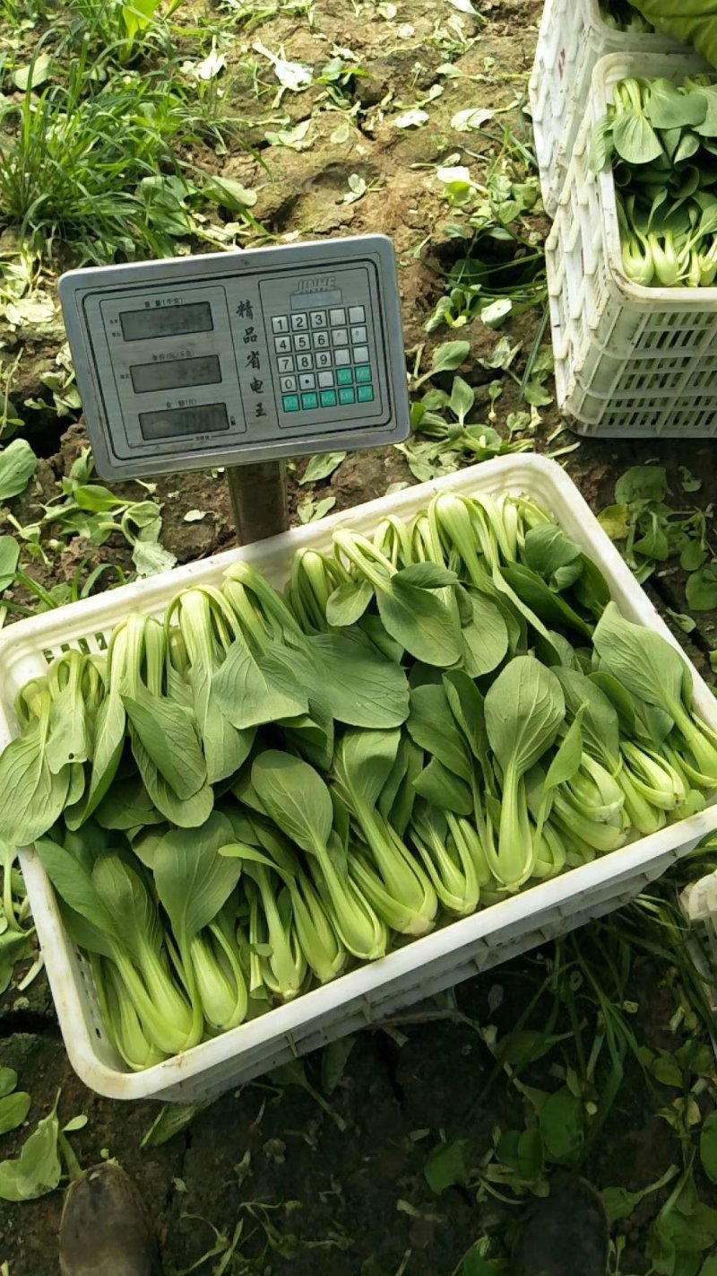 山东精品油菜蔬菜内有大型冷库本公司发票物流配送一条龙服务