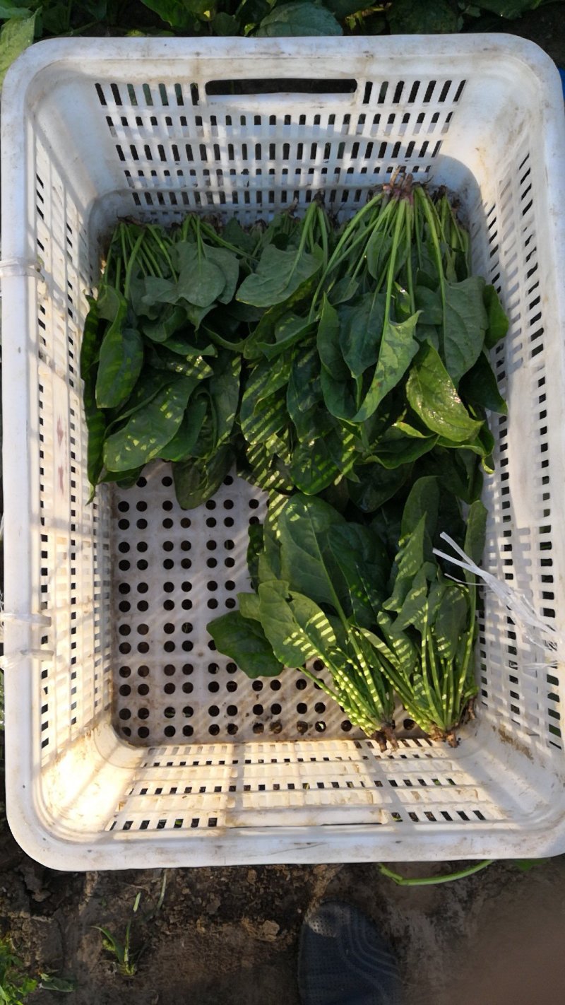 大叶菠菜