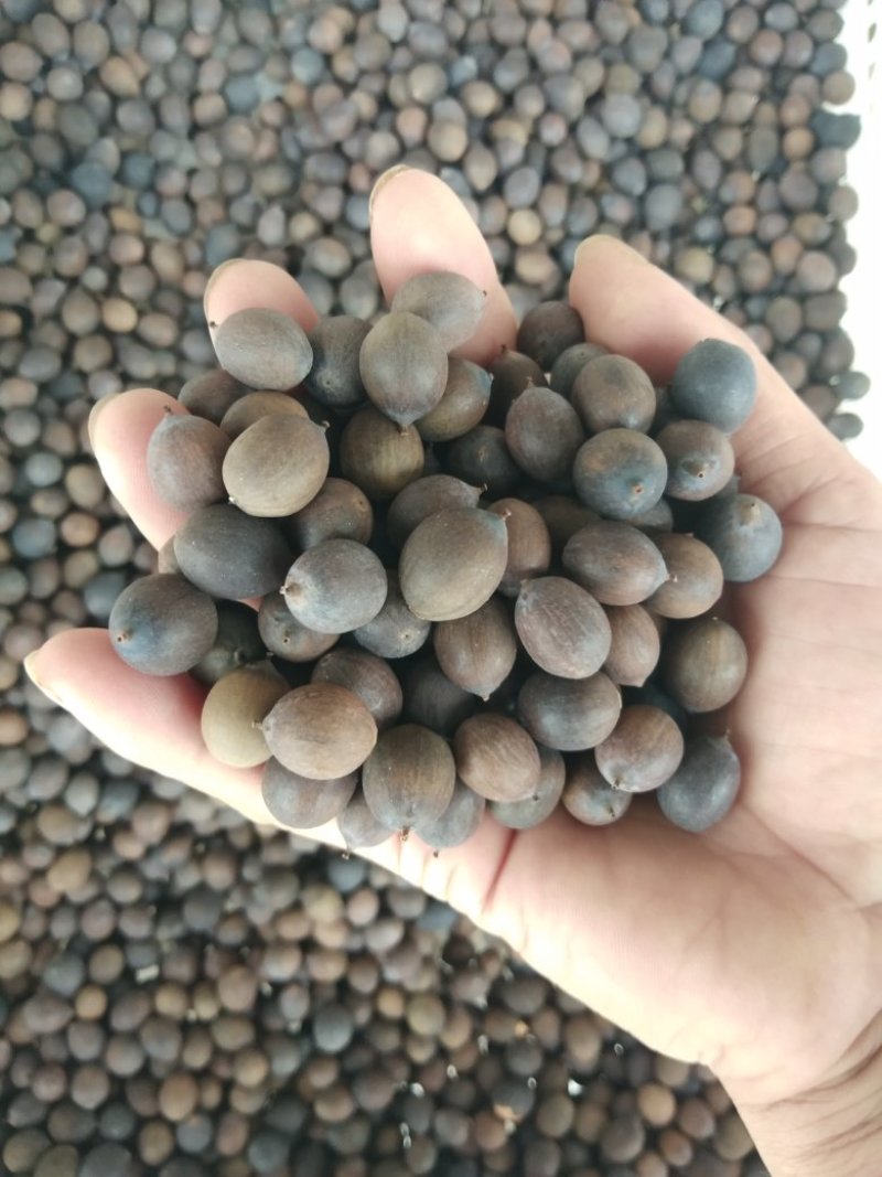 特级铁莲子
