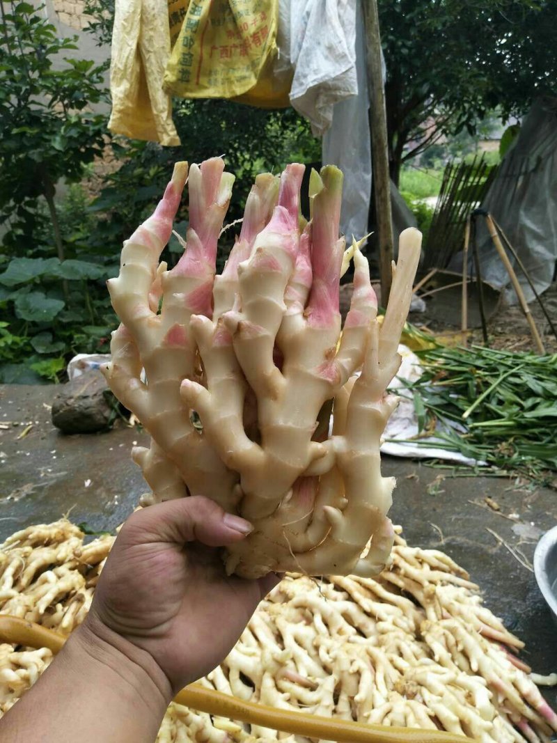 广西全州生姜