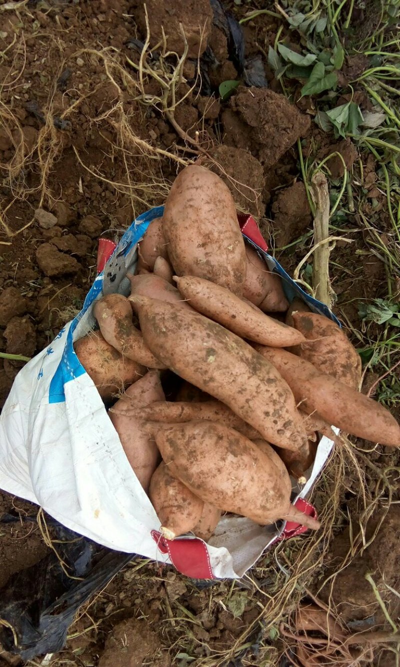 龙薯九
