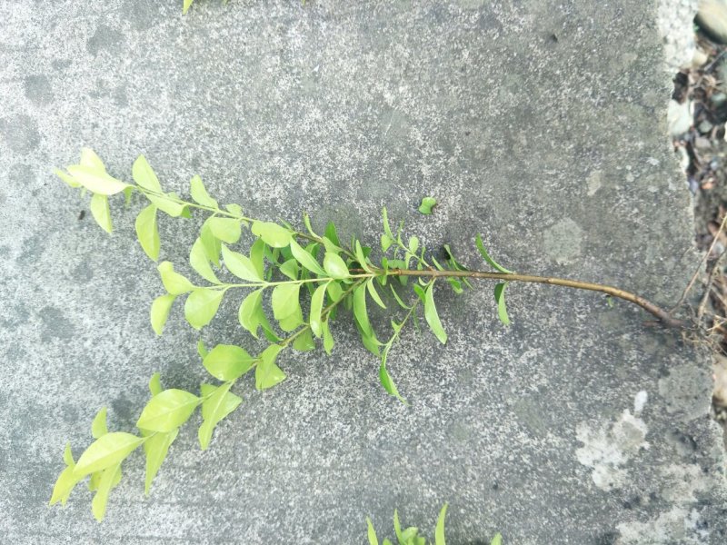 金叶女贞地苗，规格20/30cm