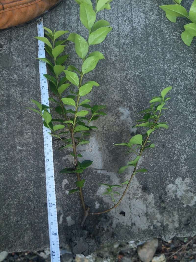 金叶女贞地苗，规格20/30cm