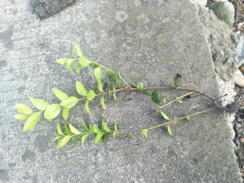 金叶女贞地苗，规格20/30cm