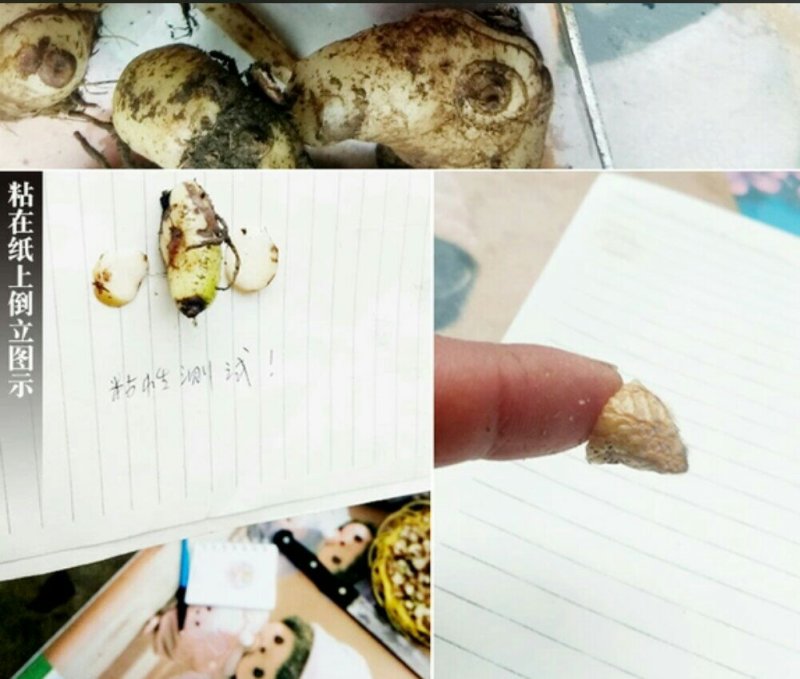 优质白及