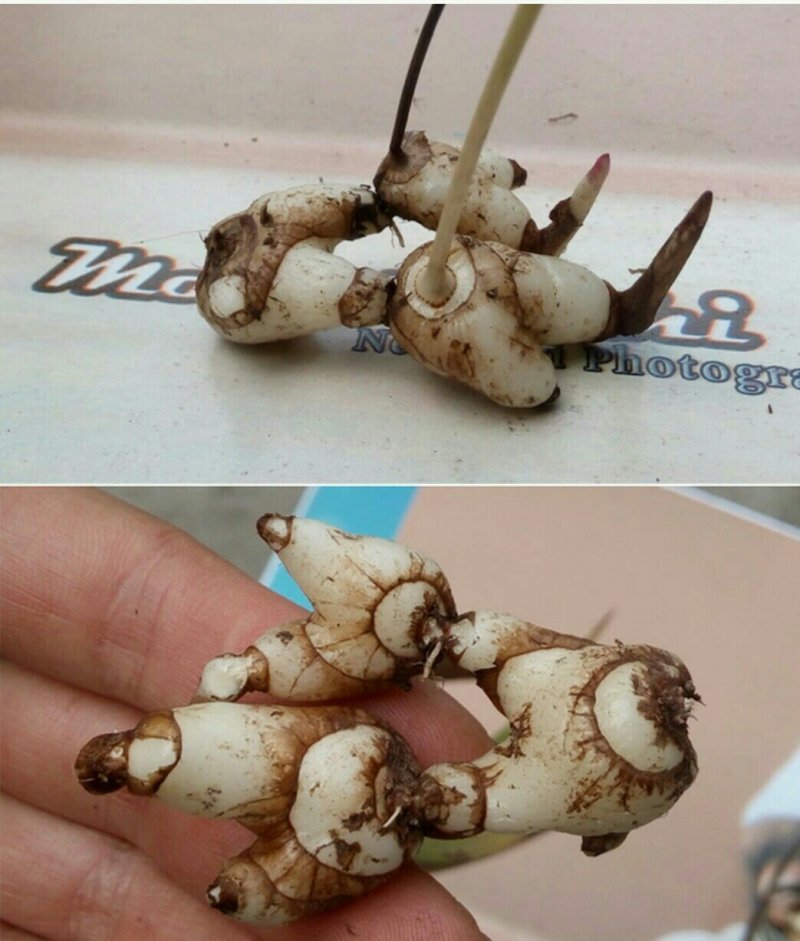 优质白及
