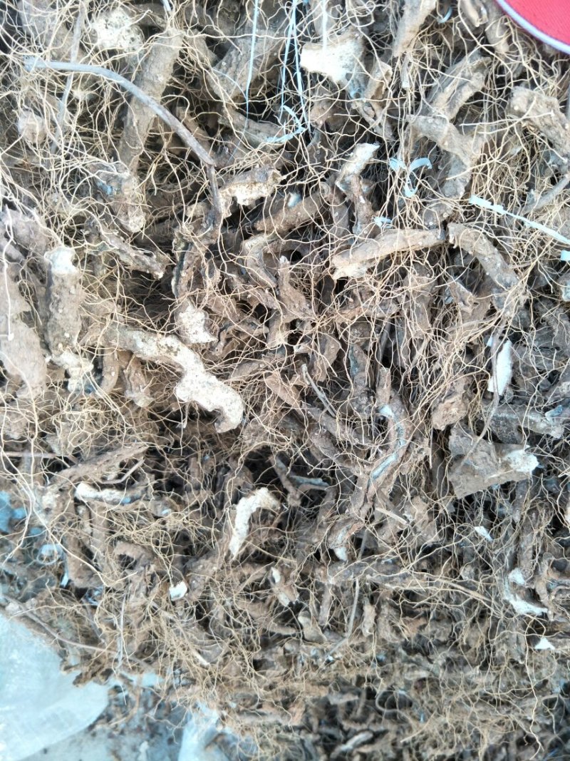 干黄姜火头根
