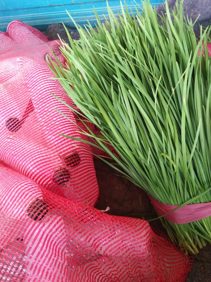 韭菜精品头茬韭菜一手货源质量优价格低代发全国