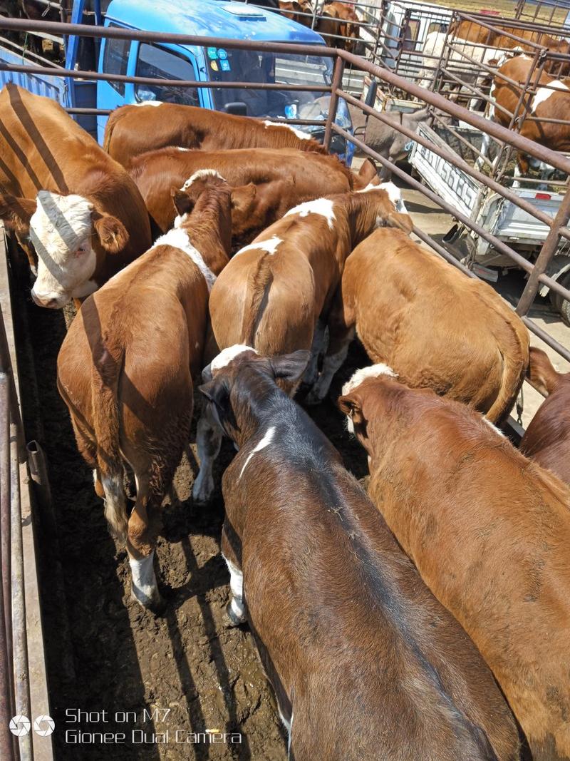 西门塔尔牛犊抗病力强育肥有小乳牛，青年牛，成年牛