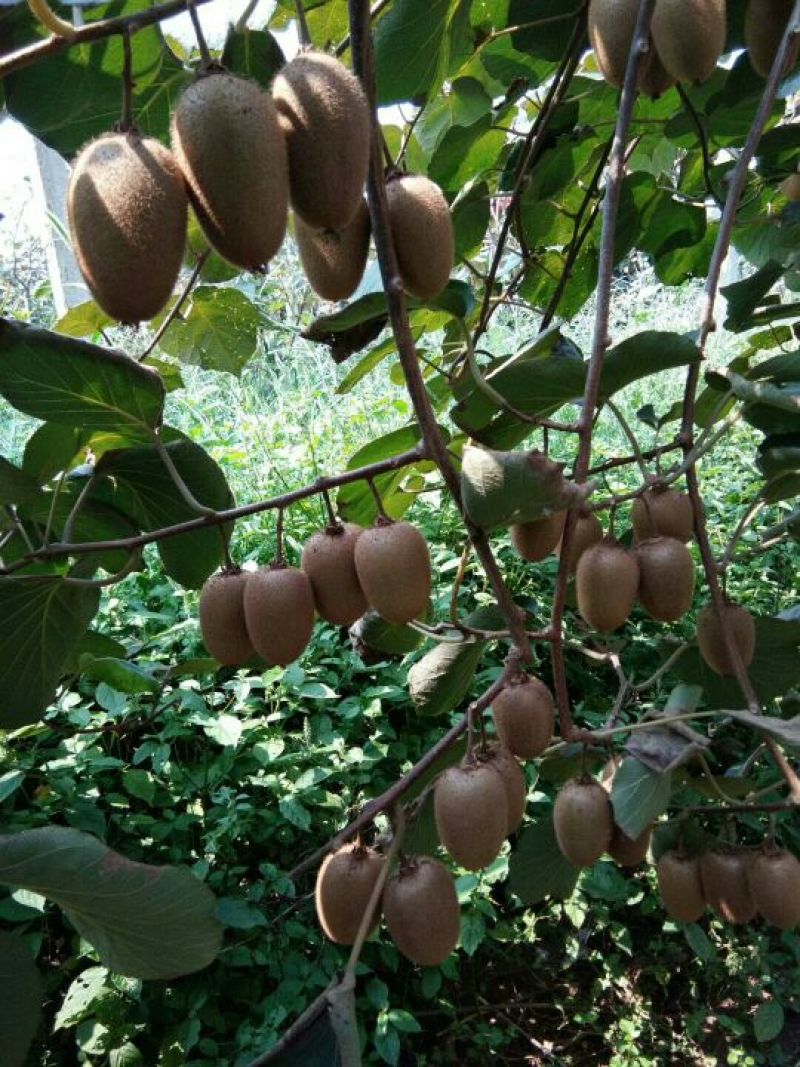 猕猴桃