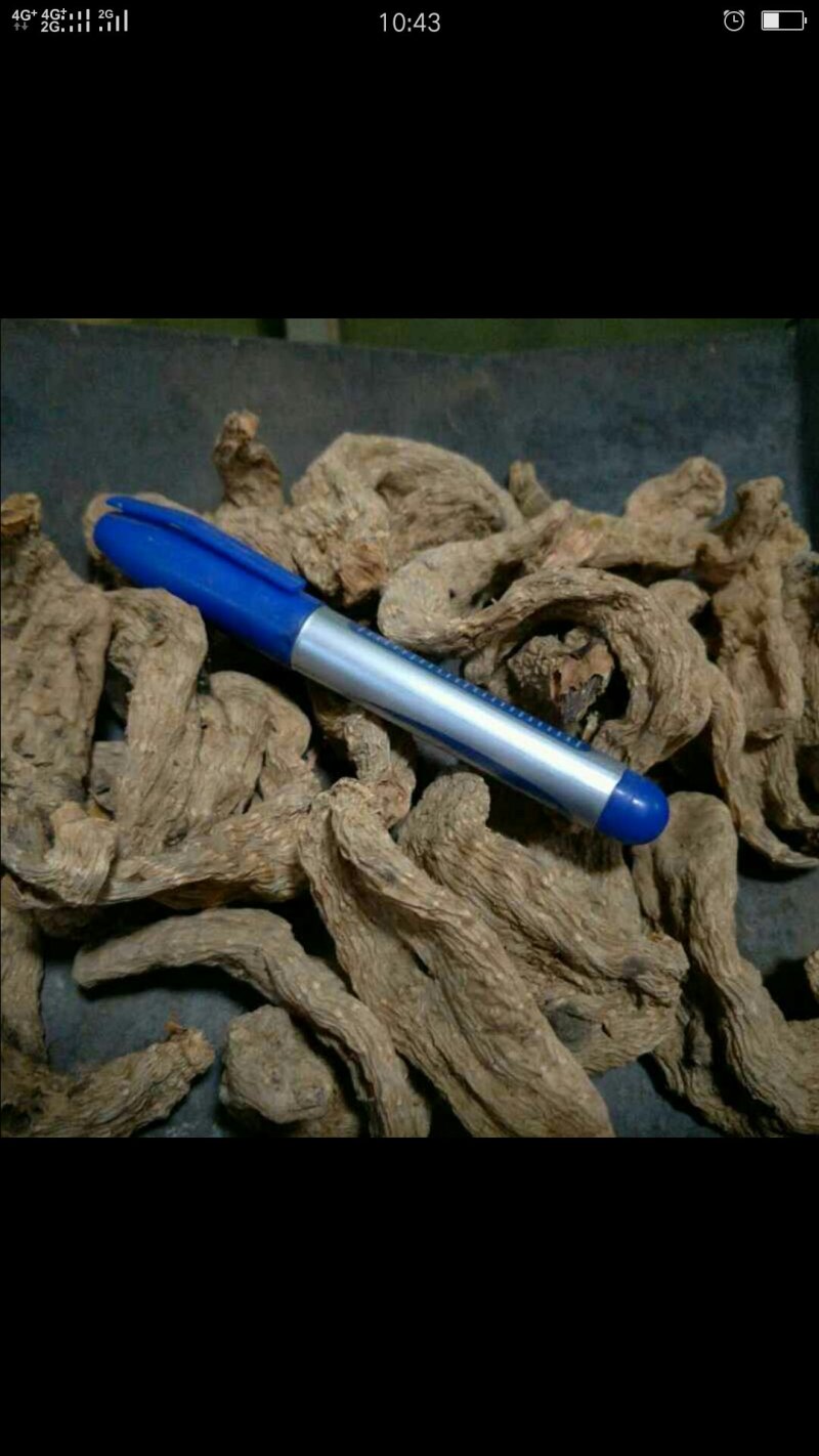 天麻