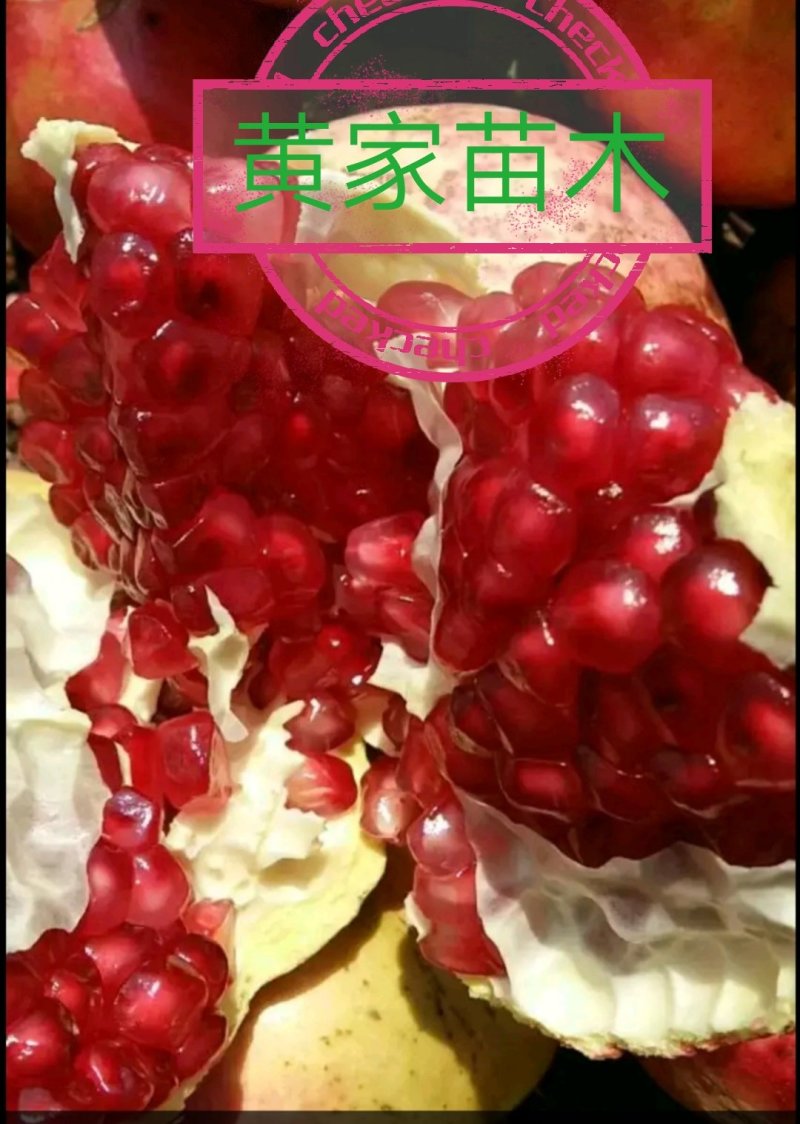 石榴树苗突尼斯滴水红软籽石榴树苗，品种纯真技术指导