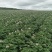 荷兰十五一级种薯1-3两小货