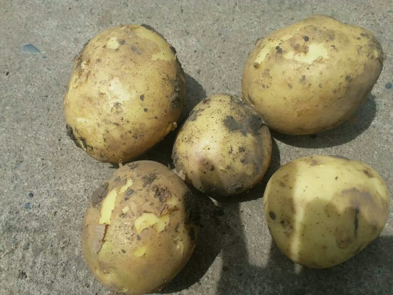 荷兰十五一级种薯1-3两小货