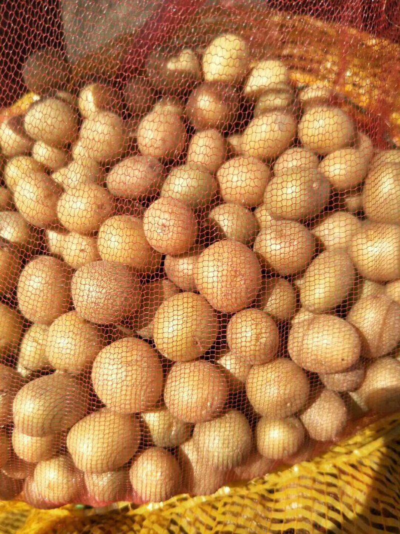 荷兰十五一级种薯1-3两小货