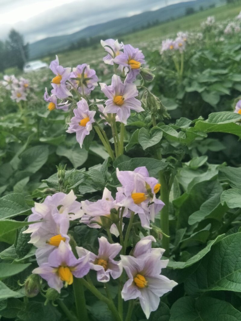 荷兰十五一级种薯1-3两小货