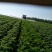 荷兰十五一级种薯1-3两小货