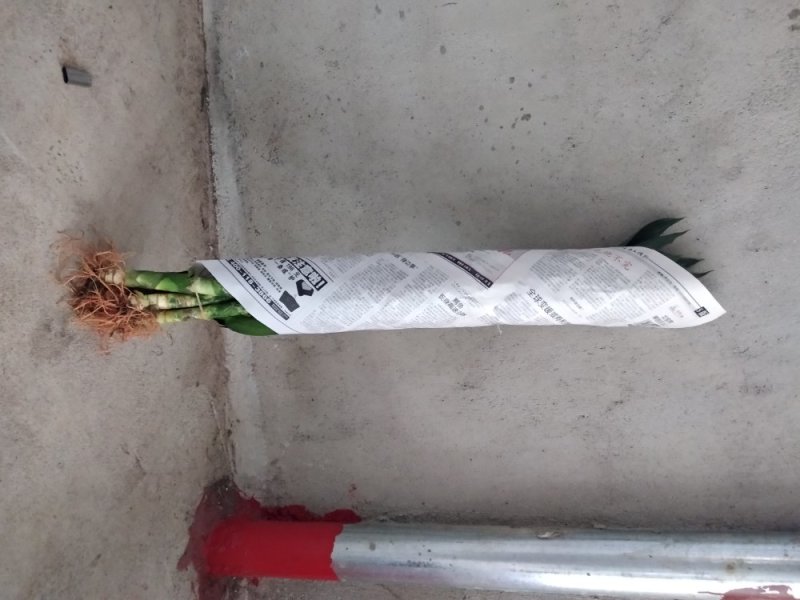 海南富贵竹基地直发带根观音竹莲花竹荷花竹批发水培莲花水竹