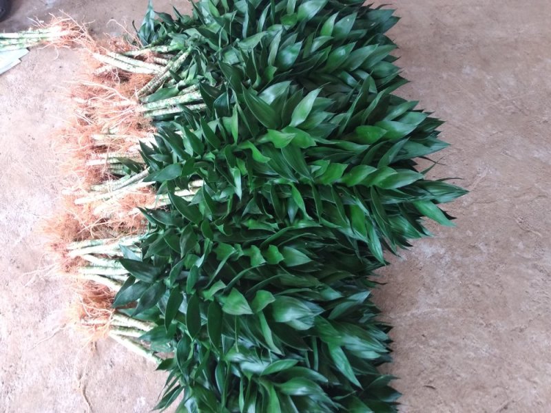 海南富贵竹基地直发带根观音竹莲花竹荷花竹批发水培莲花水竹