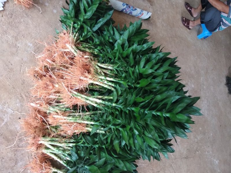 海南富贵竹基地直发带根观音竹莲花竹荷花竹批发水培莲花水竹