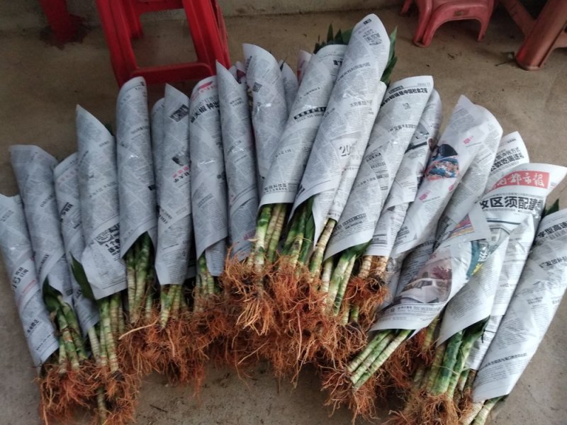 海南富贵竹基地直发带根观音竹莲花竹荷花竹批发水培莲花水竹