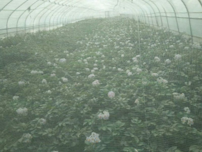 延薯4一级种薯苗后90天成熟1两以上通货
