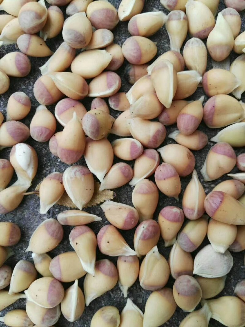 常年大量供应枳橙香橙枳壳