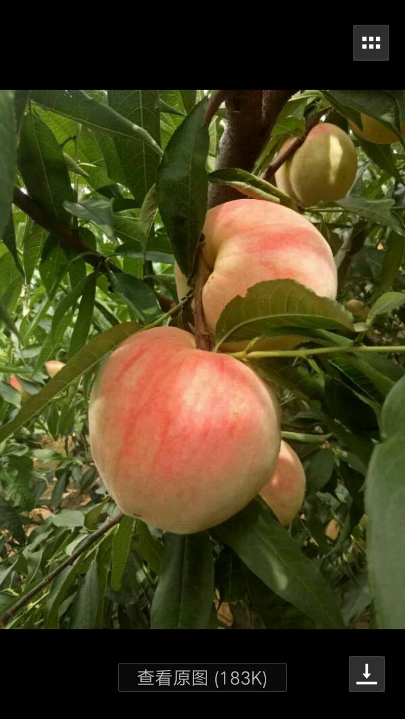 永莲蜜桃