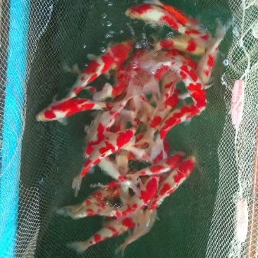 锦鲤1~2公斤鱼苗