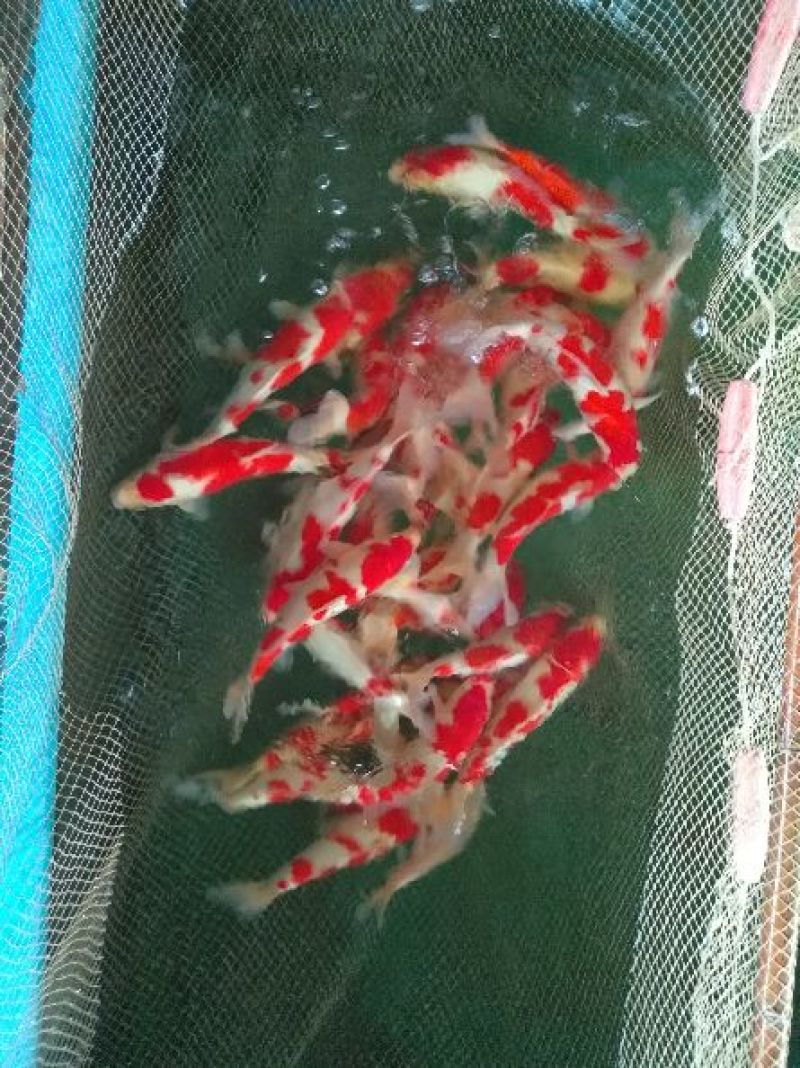 锦鲤1~2公斤鱼苗