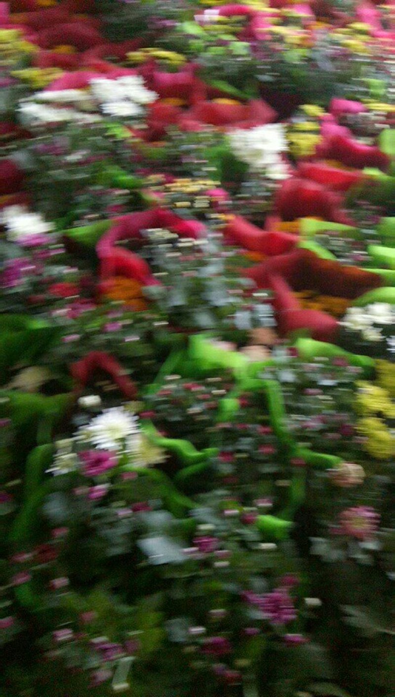 菊花苗