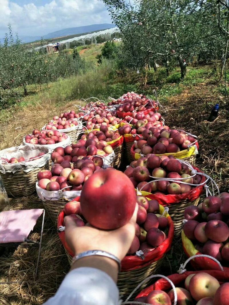 现摘现发货😍😍最新鲜的苹果