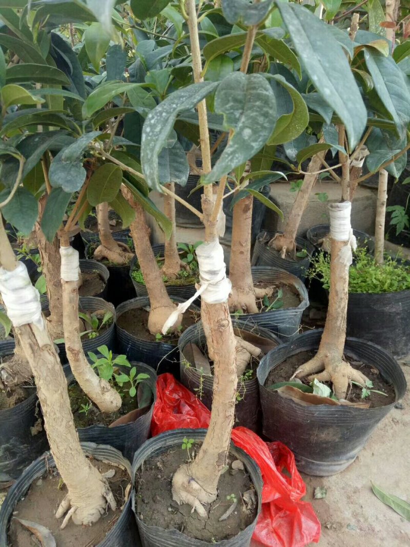 桂花