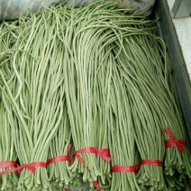 长豆角！龙豆角！承接全国各地商家和超市！