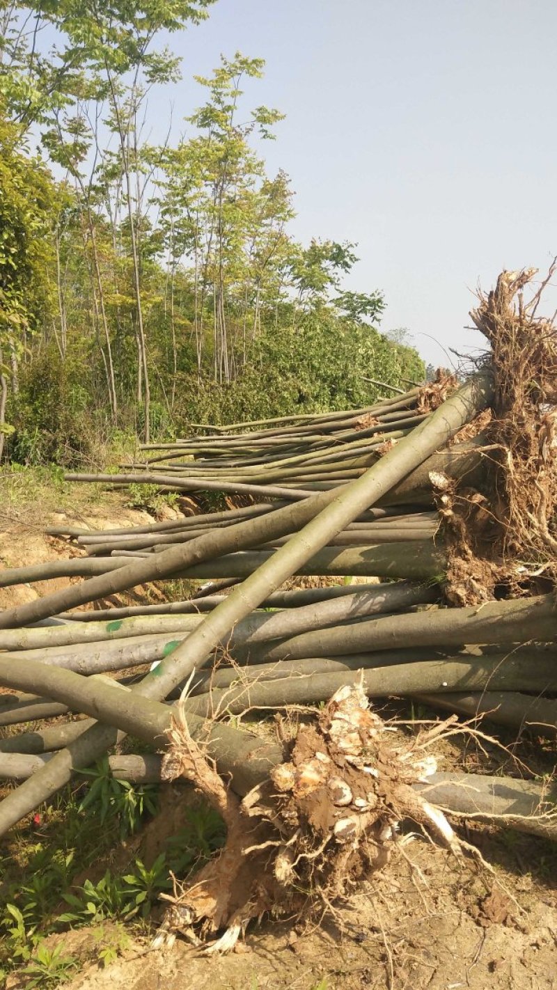 江西精品黄山栾树基地5一20批发，现货长期有效。